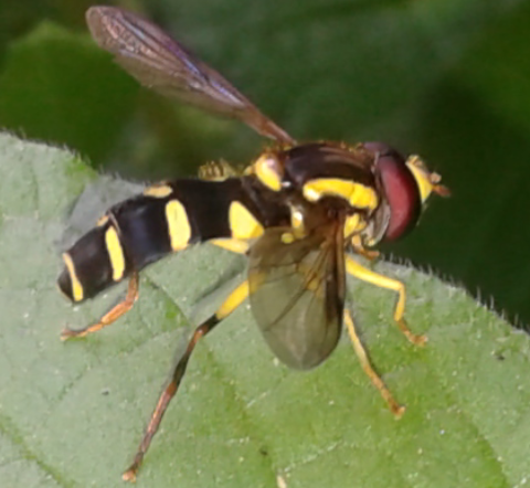 Syrphidae : Xanthogramma da ID